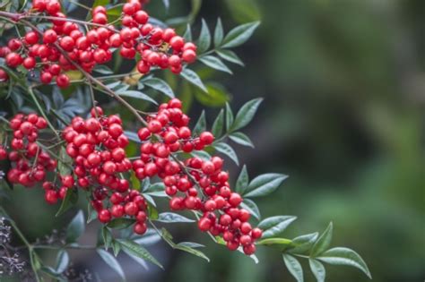 南天 風水|南天の木の風水学的な意味は？特徴や縁起の良。